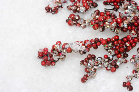 european holly in white snow の写真素材