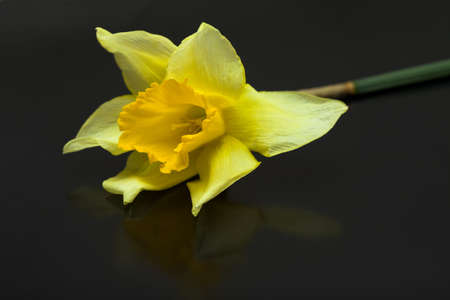 yellow daffodil isolated on a black background の写真素材