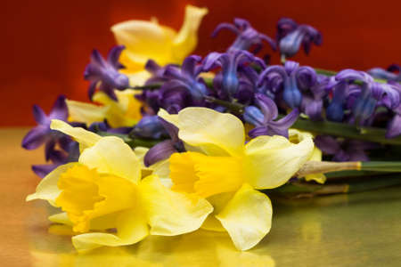 yellow daffodils on red background の写真素材