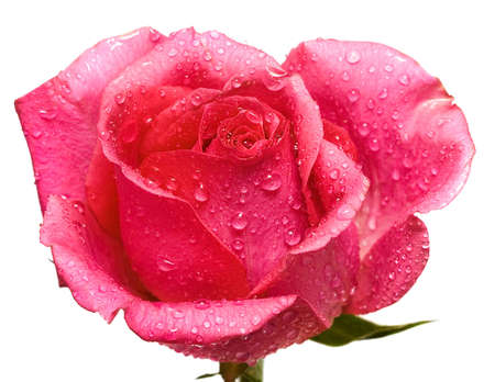 red rose with water drops の写真素材