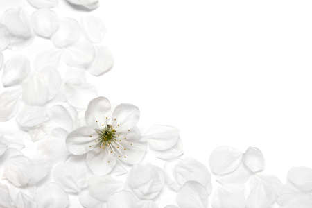 spring flowers of sakura on white background の写真素材