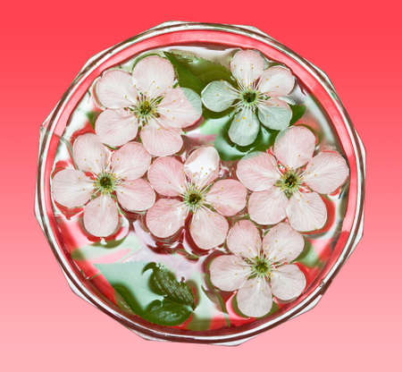 spring flowers of sakura in water 