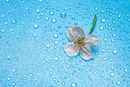 spring flowers of sakura with water drops の写真素材