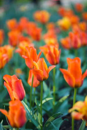 orange tulip in the garden の写真素材