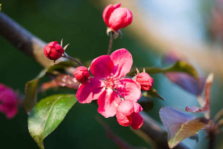 spring flowers of sakura at the tree の写真素材