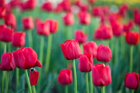 red tulips in the garden の写真素材
