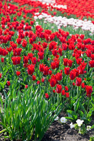 red tulips in the garden の写真素材