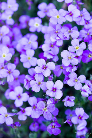 violet flowers in the garden  の写真素材