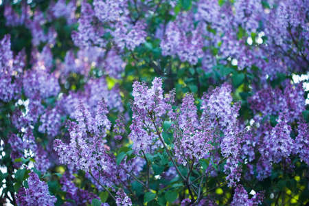 bunch of violet lilac flower の写真素材