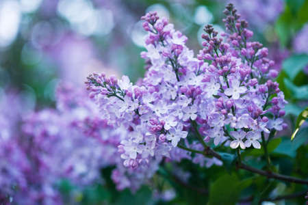 bunch of violet lilac flower の写真素材