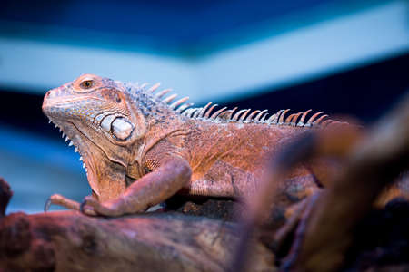 Bearded Dragon at the tree in blue color の写真素材