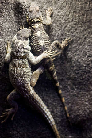 two lizards on a rock の写真素材