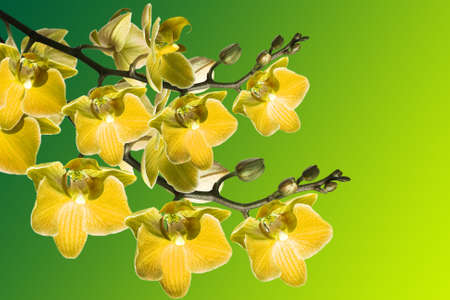 beautiful orchid on green background の写真素材