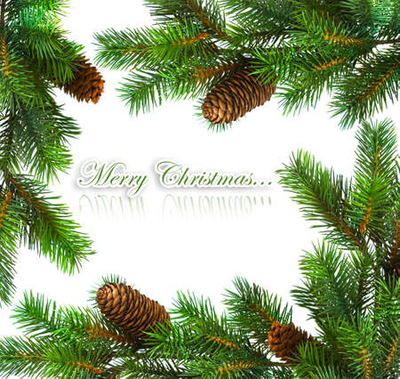 branch of Christmas tree on white の写真素材