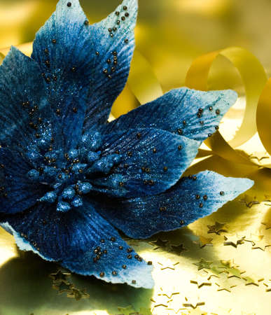 blue flower poinsettia on golden background の写真素材