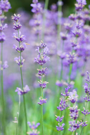 field with many flowers of lavenderの写真素材