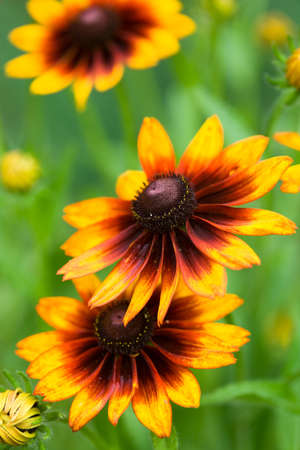 beautiful yellow flower on field の写真素材