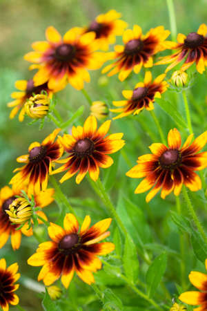 beautiful yellow flower on fieldの写真素材