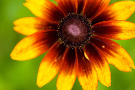 beautiful yellow flower on fieldの写真素材