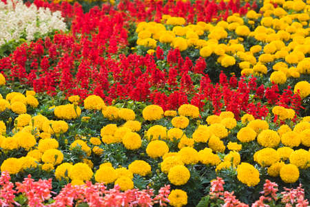 red and orange flowers on fieldの写真素材