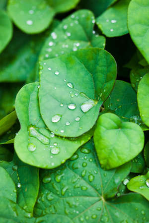 close-up of green leaf with drops of waterの写真素材