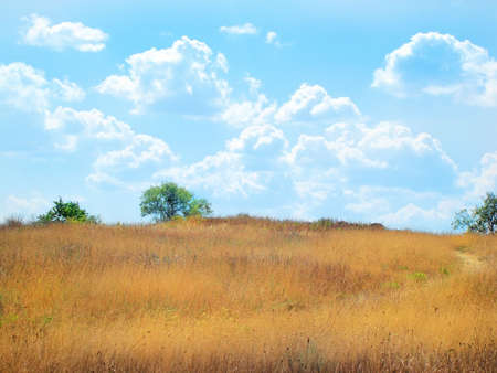 field with trees and blue sky       の写真素材