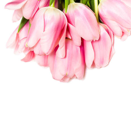 tulips isolated on white backgroundの写真素材