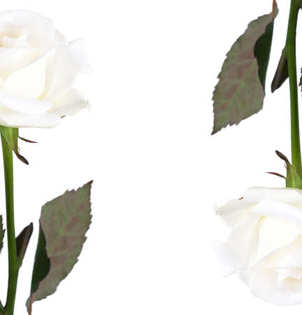 rose isolated on white backgroundの写真素材