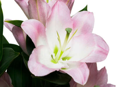 pink lily on white background の写真素材