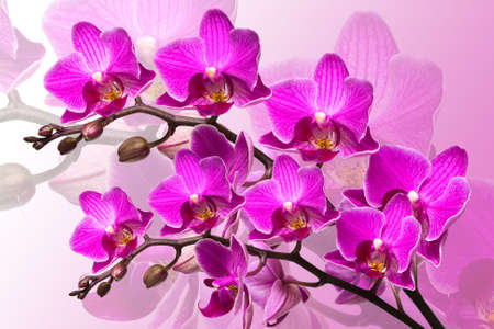 beautiful orchid on pink background の写真素材