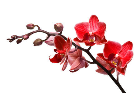 orchid isolated on white background の写真素材