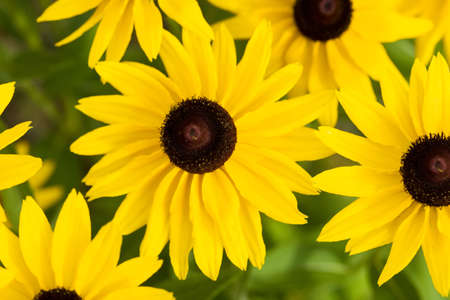 beautiful yellow flower on fieldの写真素材