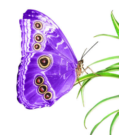 beautiful butterfly on a green leafの写真素材