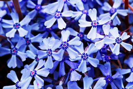 blue flowers for decoration over background の写真素材