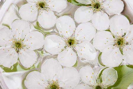 spring flowers of sakura in waterの写真素材