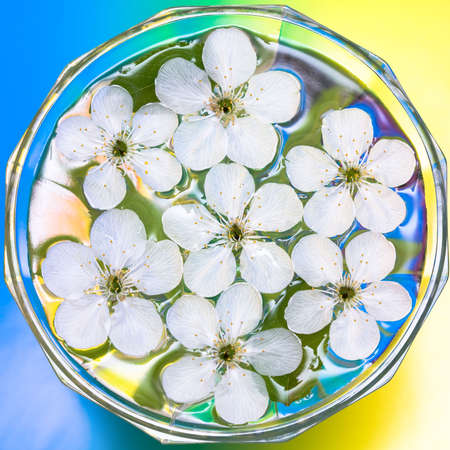 spring flowers of sakura in waterの写真素材