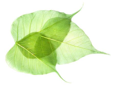 leaves isolated on white background