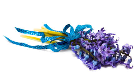 Violet flowers isolated on white background の写真素材