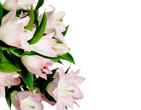 pink lily on white background の写真素材