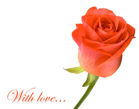 pink rose on white background の写真素材