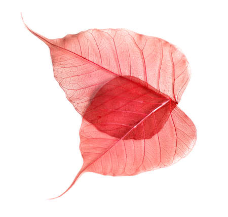 leaves isolated on white backgroundの写真素材