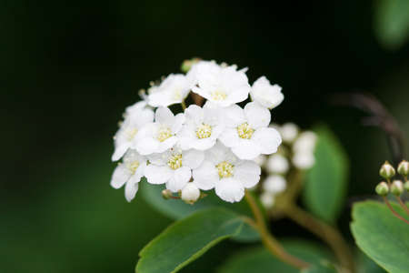 close-up of white flowers in the garden