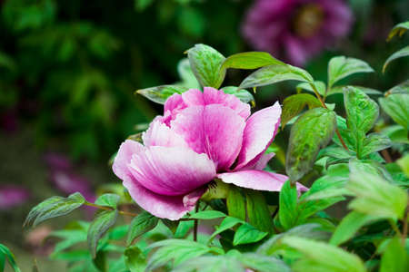 close-up of pi-meson in the gardenの写真素材