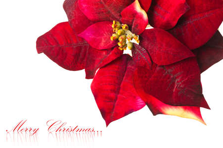 Christmas flower poinsettia isolated on white background の写真素材