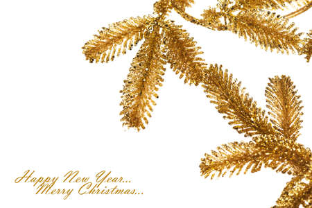 branch of Christmas tree on whiteの写真素材