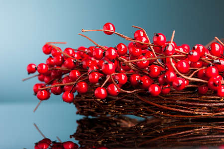 european holly isolated on white background (shallow DOF)の写真素材
