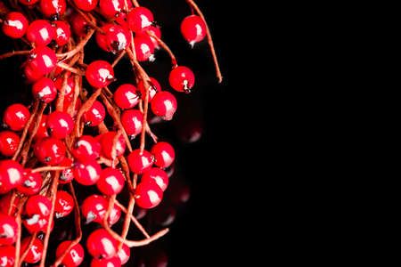 european holly isolated on white background (shallow DOF)の写真素材