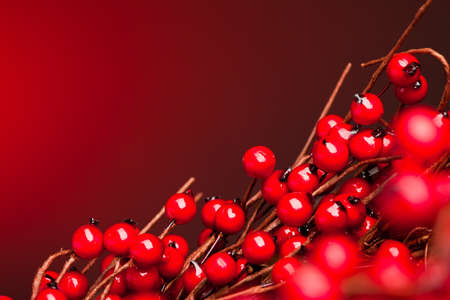 european holly isolated on white background (shallow DOF)の写真素材