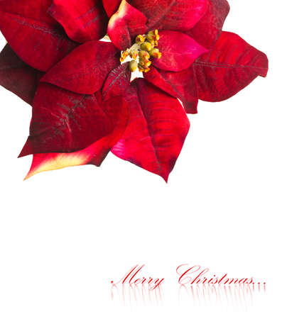 Christmas flower poinsettia isolated on white background の写真素材