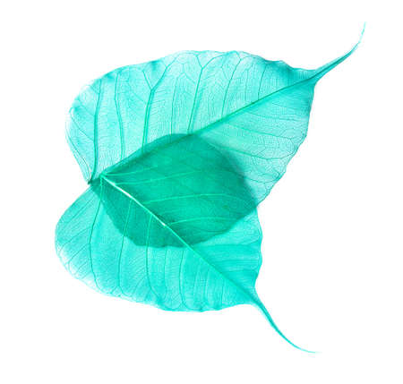 leaves isolated on white background